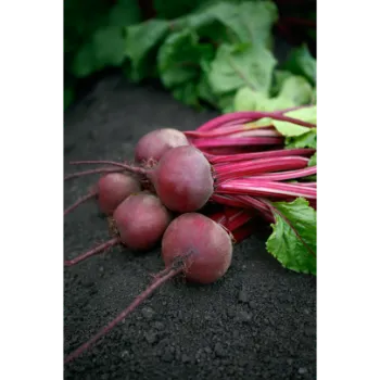 Fresh Beetroot